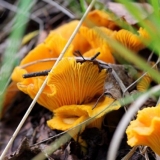 Kada rastu lisičarke i kako ih pravilno sakupljati